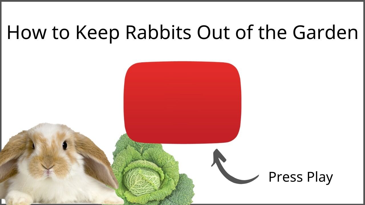 The 5 Best Rabbit Repellent Products